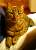 die-katze2.jpg